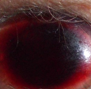 Jahresrückblick 2014/9, Norbert W. Schlinkert Jahresrückblick 2014:9, Norbert W. Schlinkert